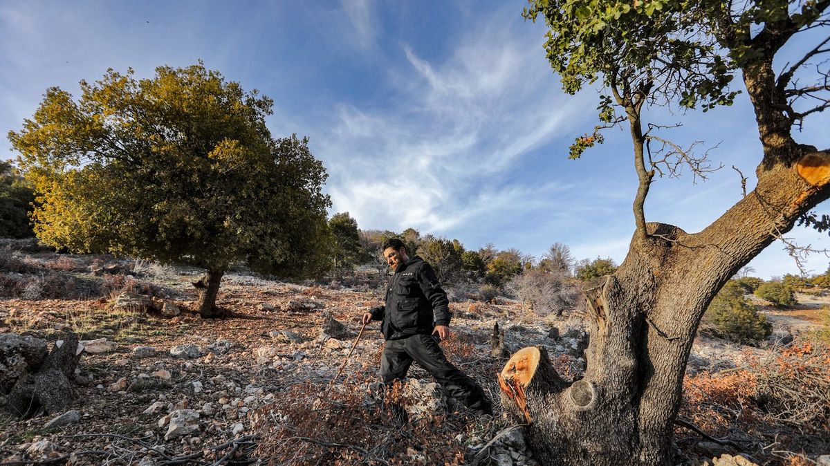 Fotky: K zemi jdou staleté duby i jalovce, oběti libanonského úpadku